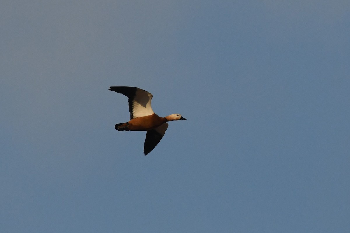 Ruddy Shelduck - ML612267912