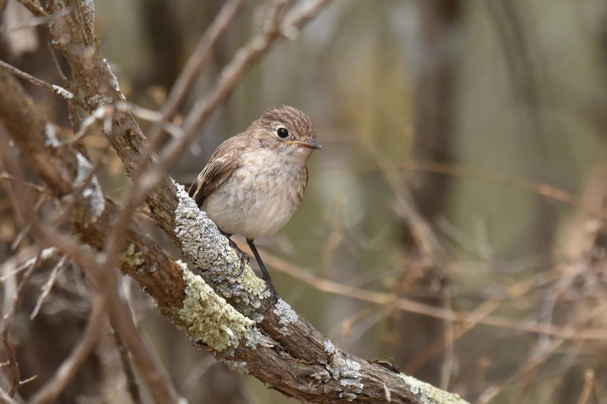 Red-capped Robin - ML612267959