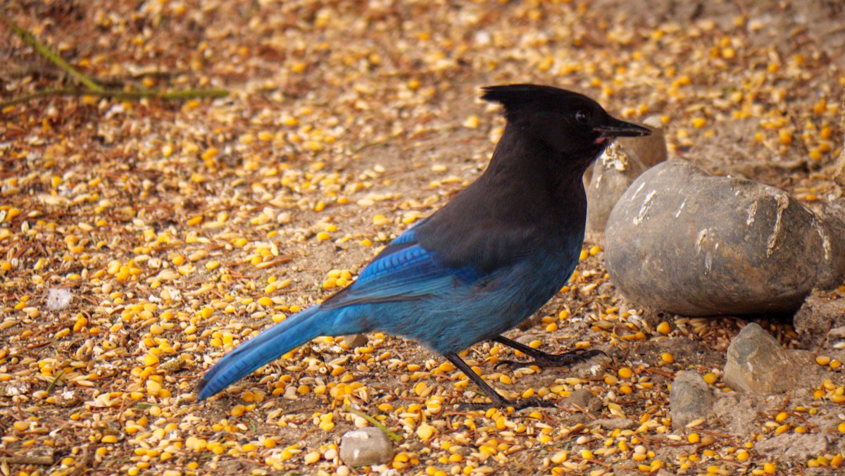 Steller's Jay (Coastal) - ML612268011