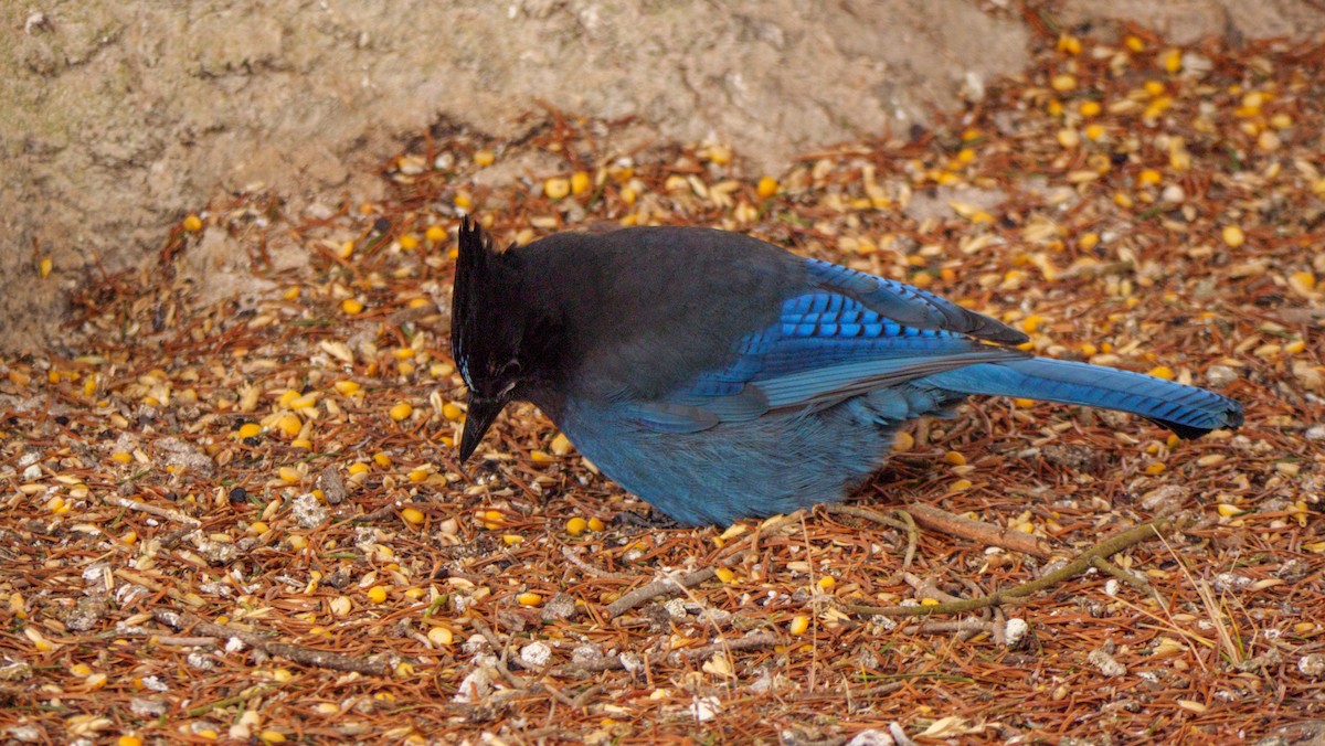 Steller's Jay (Coastal) - ML612268012