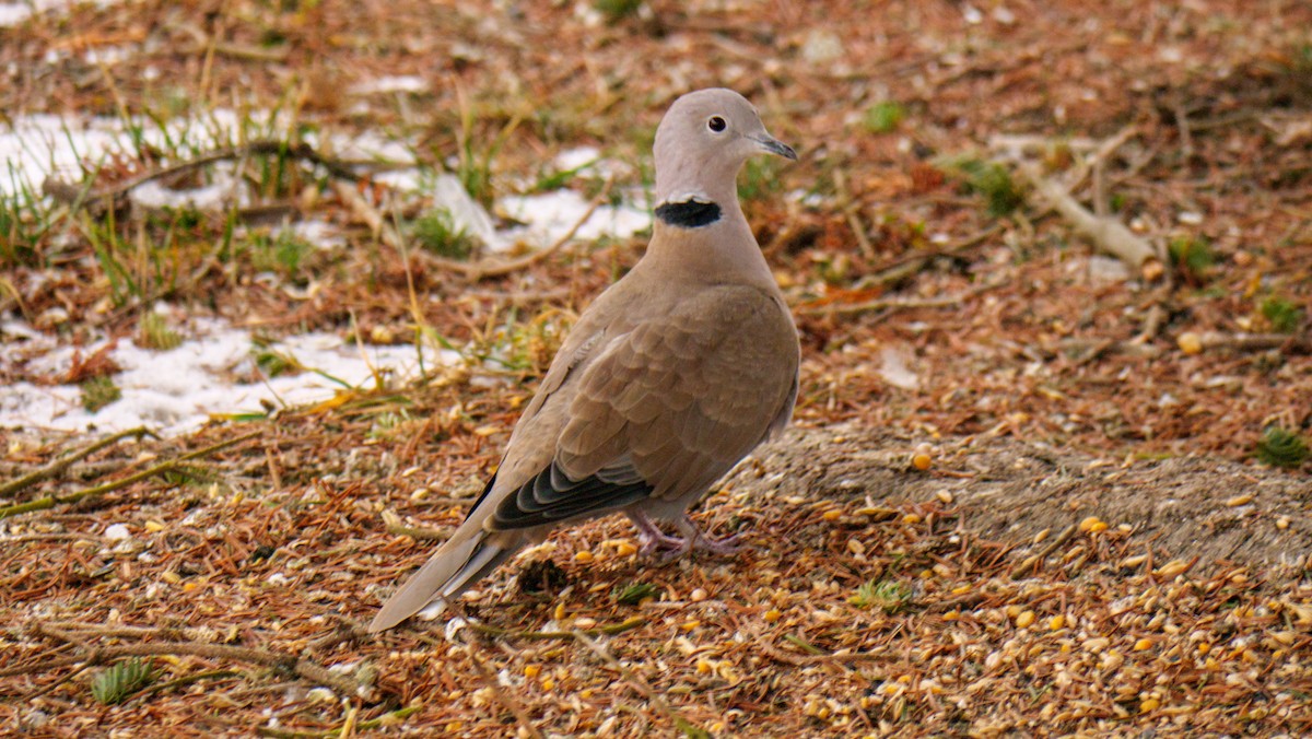 Eurasian Collared-Dove - ML612268023