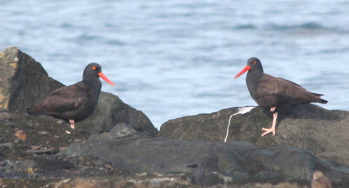 Black Oystercatcher - ML612268024