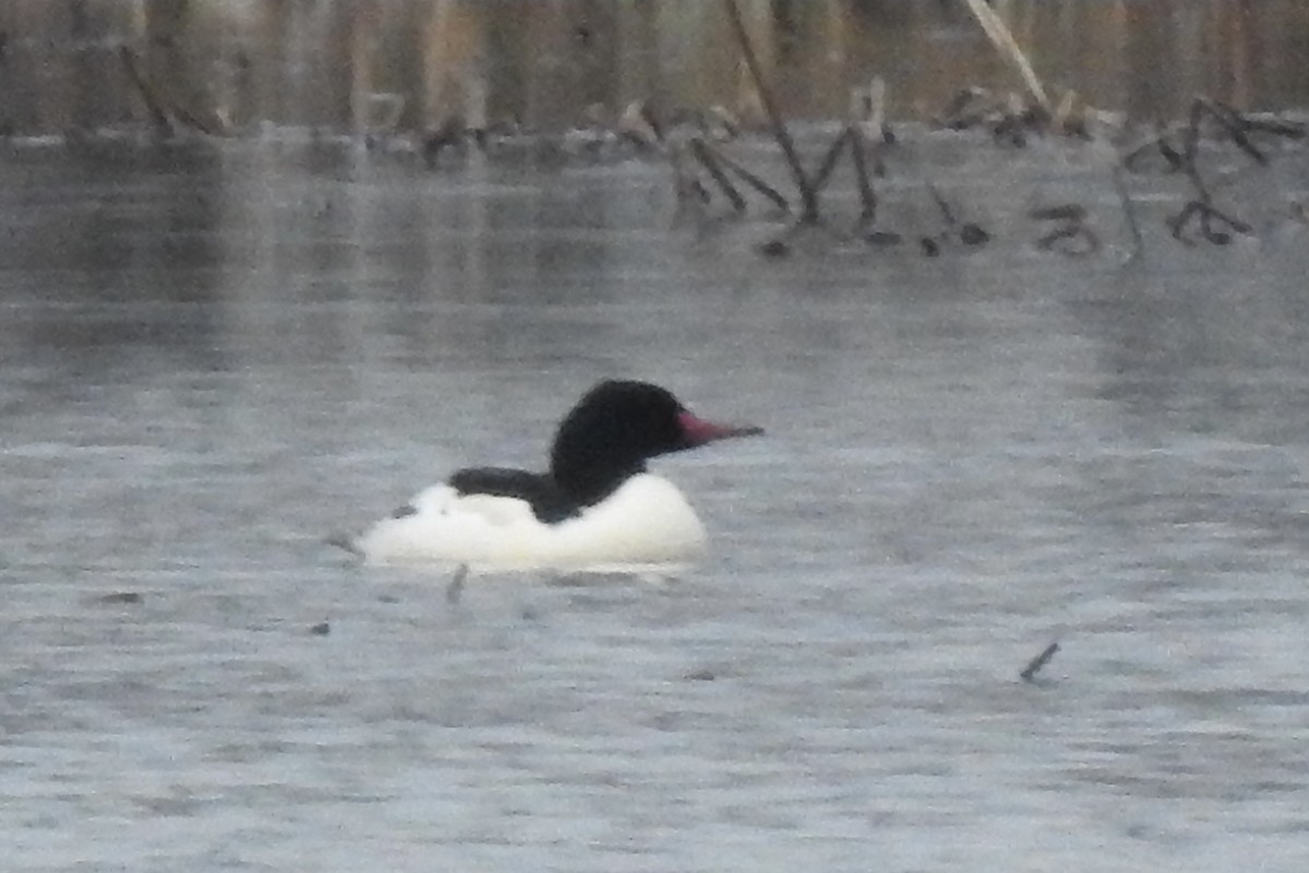 Common Merganser - ML612268025