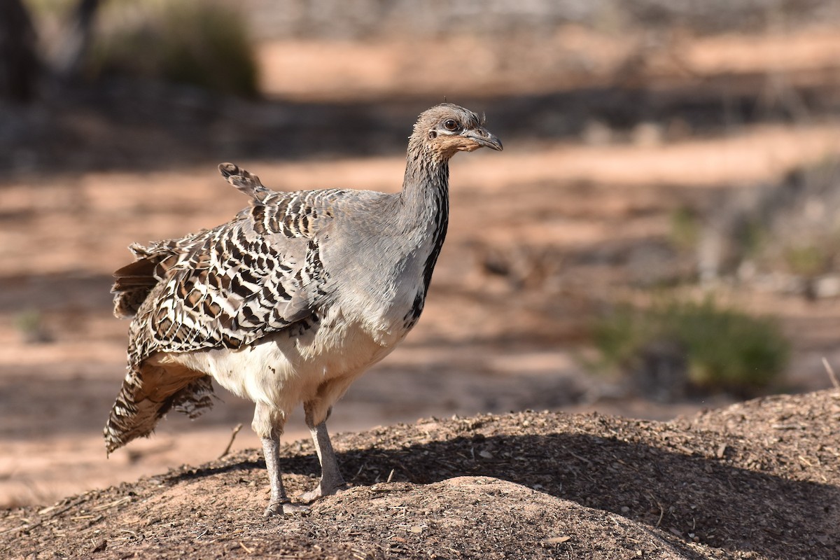 Malleefowl - ML612268040