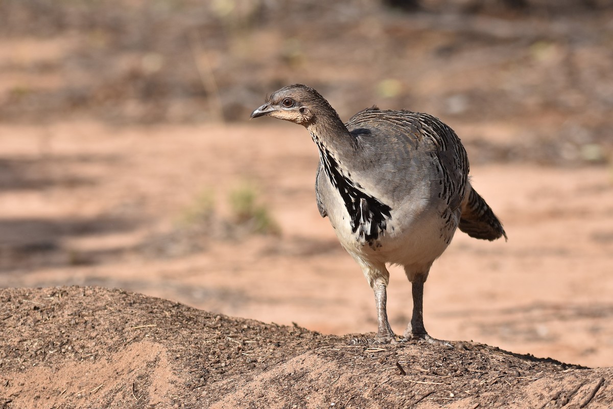 Malleefowl - ML612268041