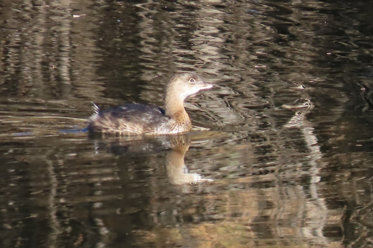 Pied-billed Grebe - ML612268055