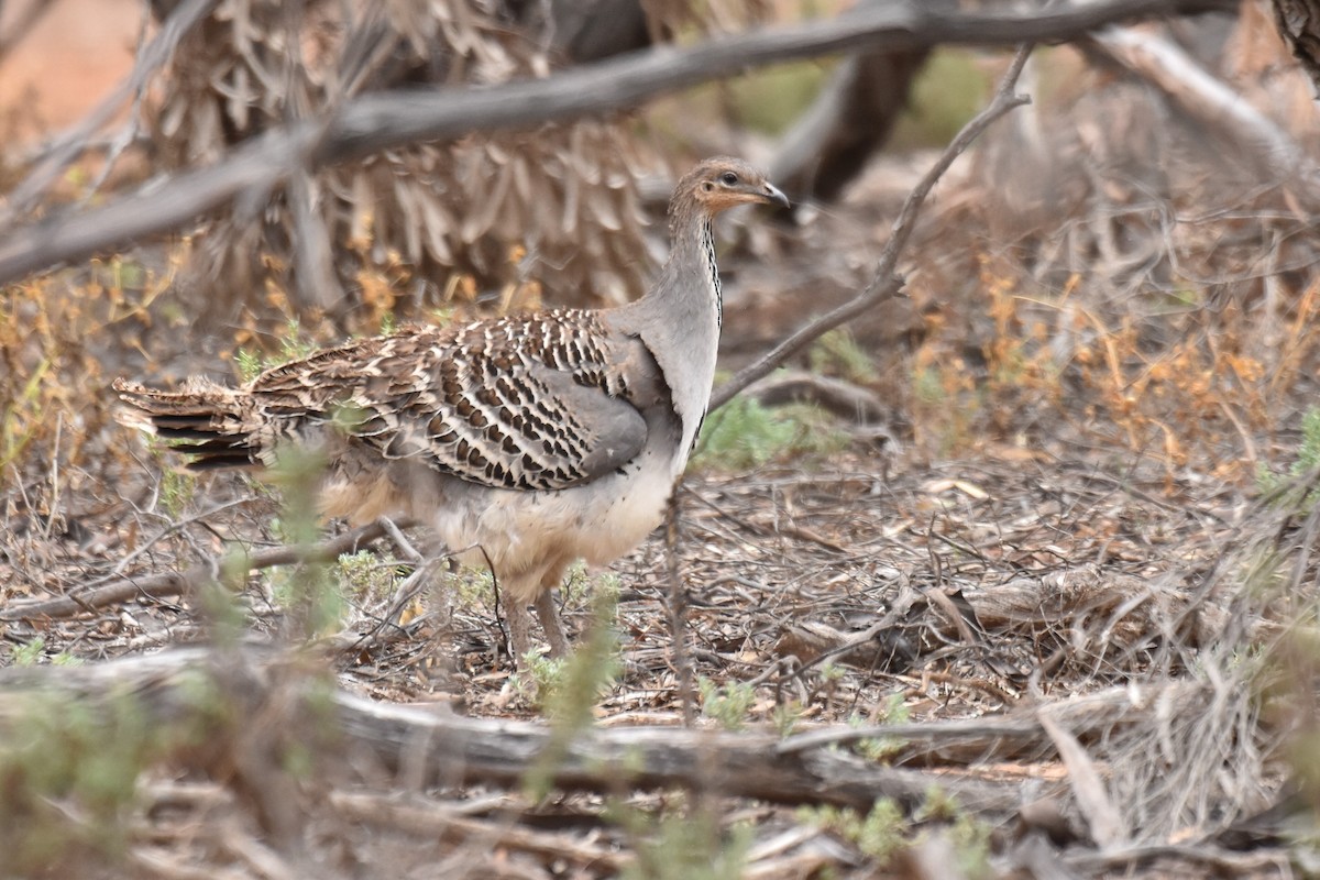 Malleefowl - ML612268091