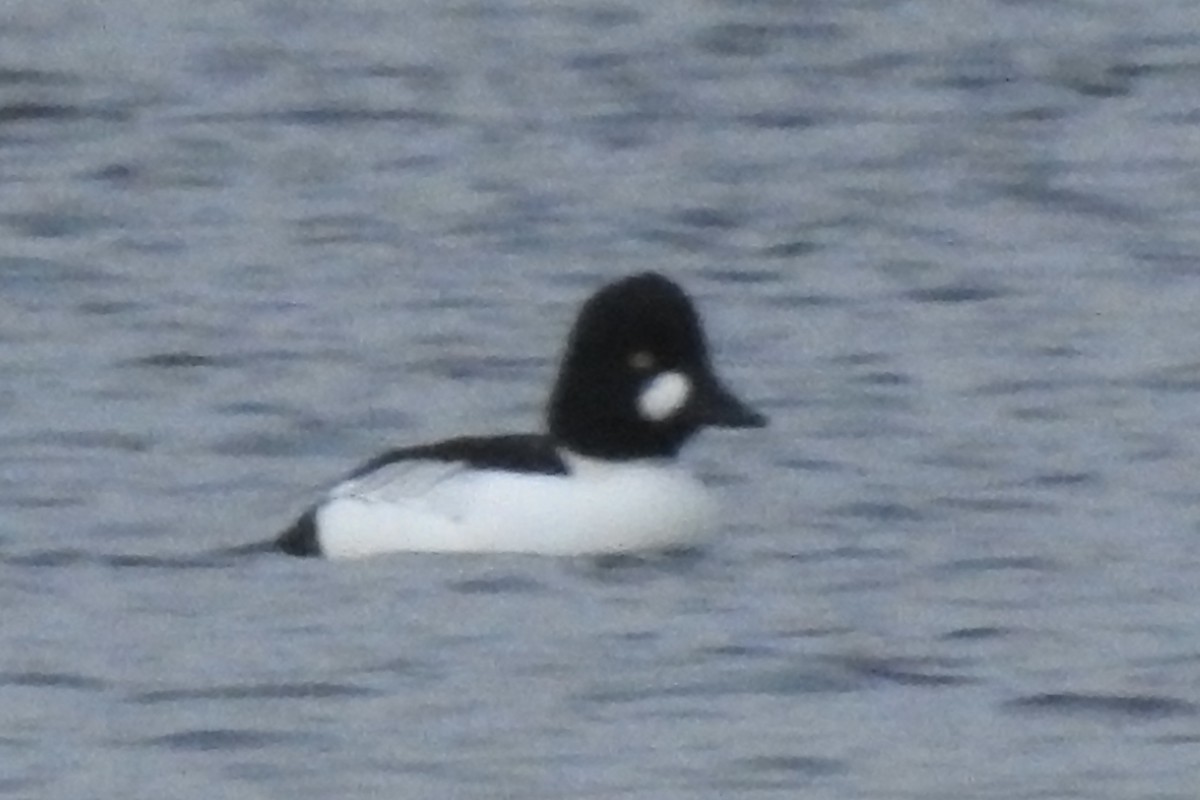 Common Goldeneye - ML612268112