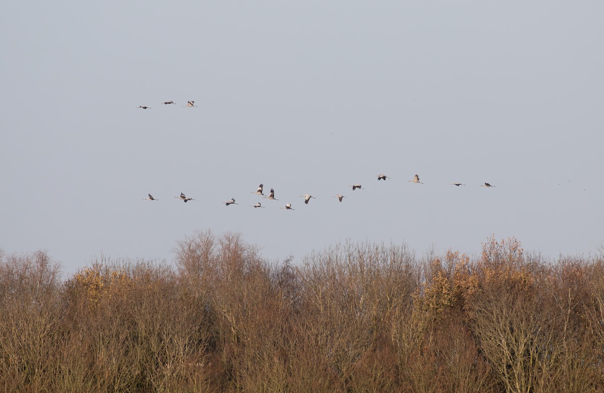 Common Crane - ML612268233