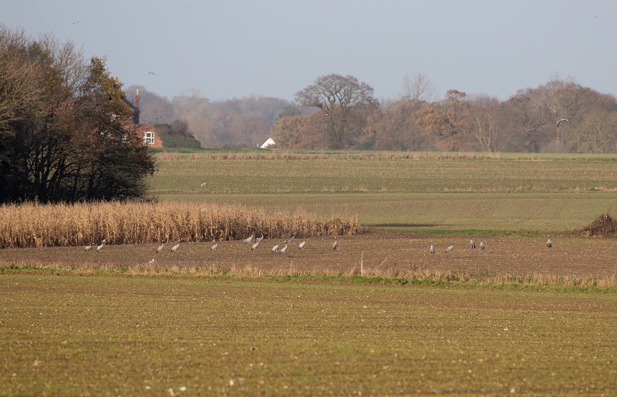 Common Crane - ML612268234