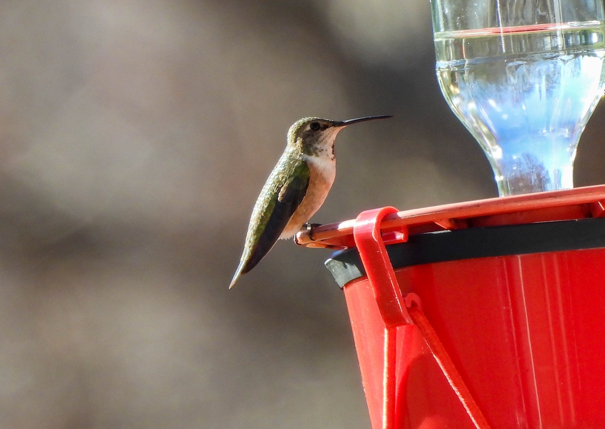 Rufous Hummingbird - ML612268251