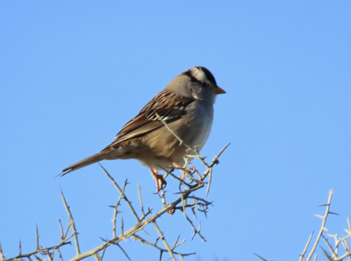 White-crowned Sparrow - Emily Dunning