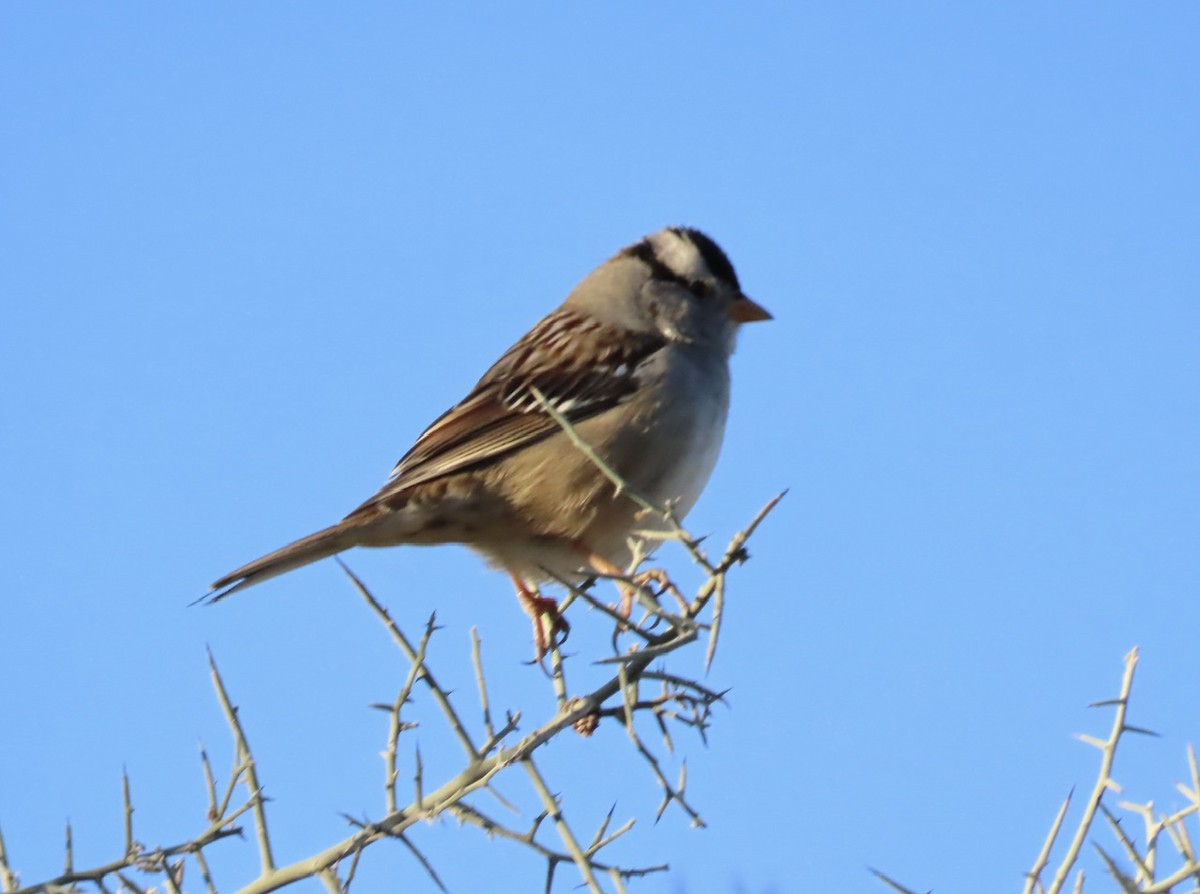 Bruant à couronne blanche - ML612268288