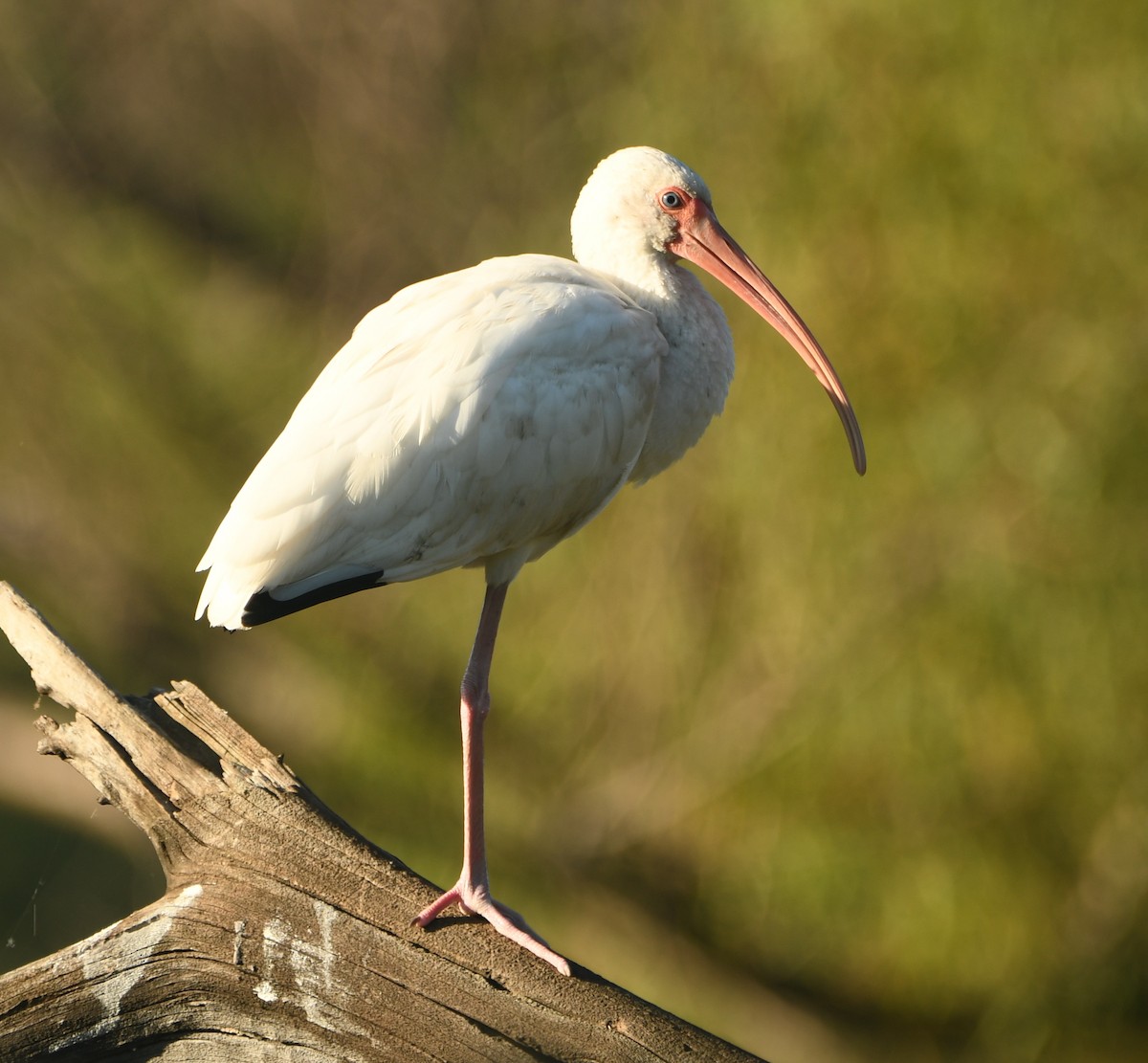 White Ibis - ML612268295