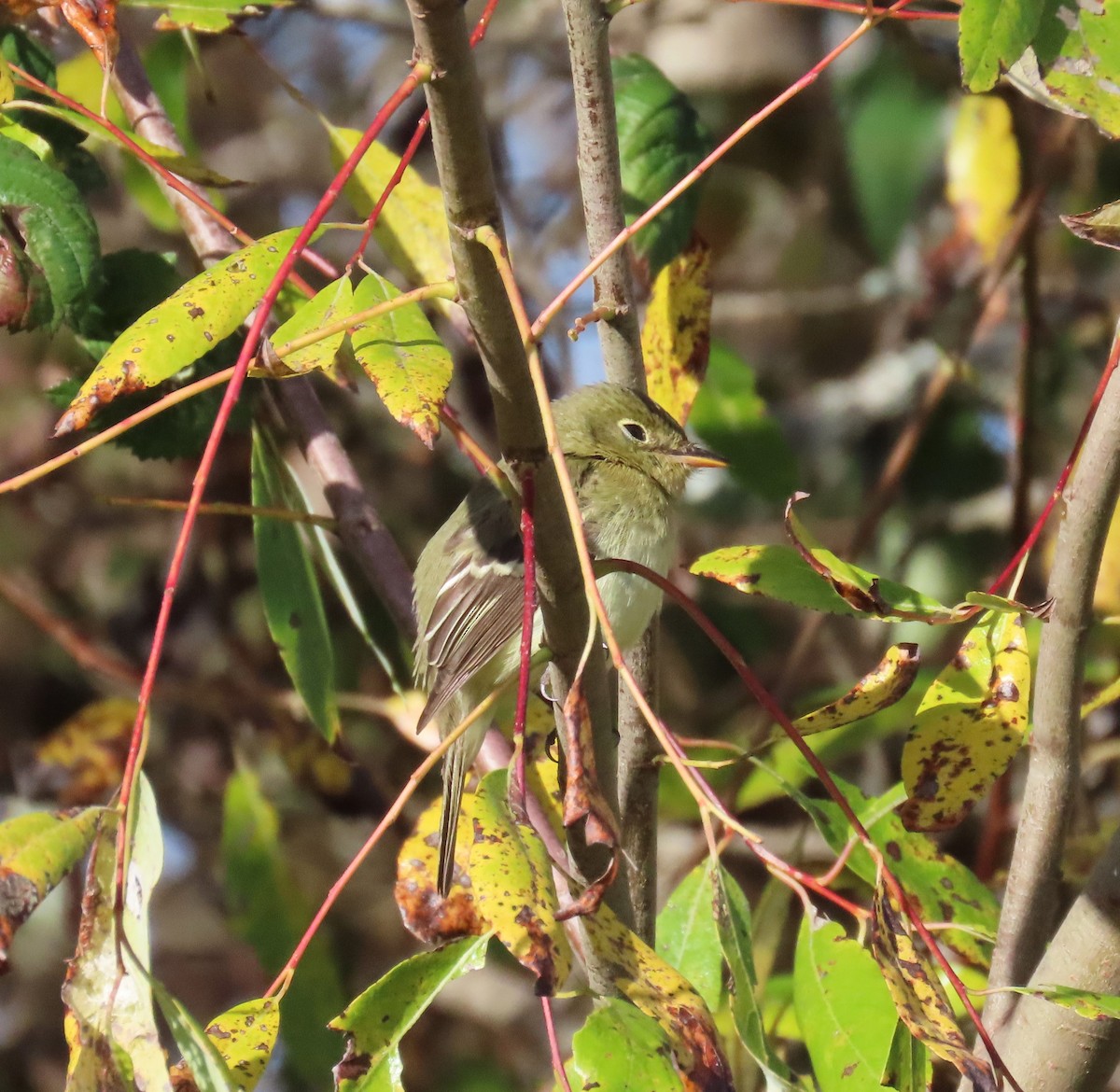 Moucherolle à ventre jaune - ML612268321