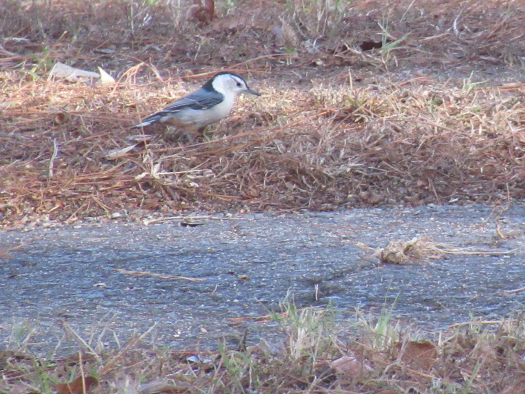 White-breasted Nuthatch - LynnErla Beegle