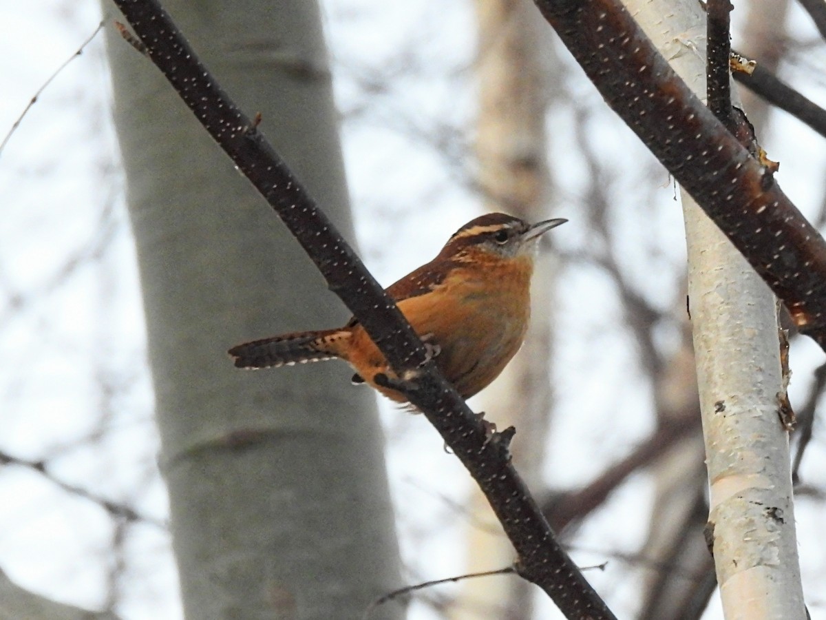 Carolina Wren - ML612268333