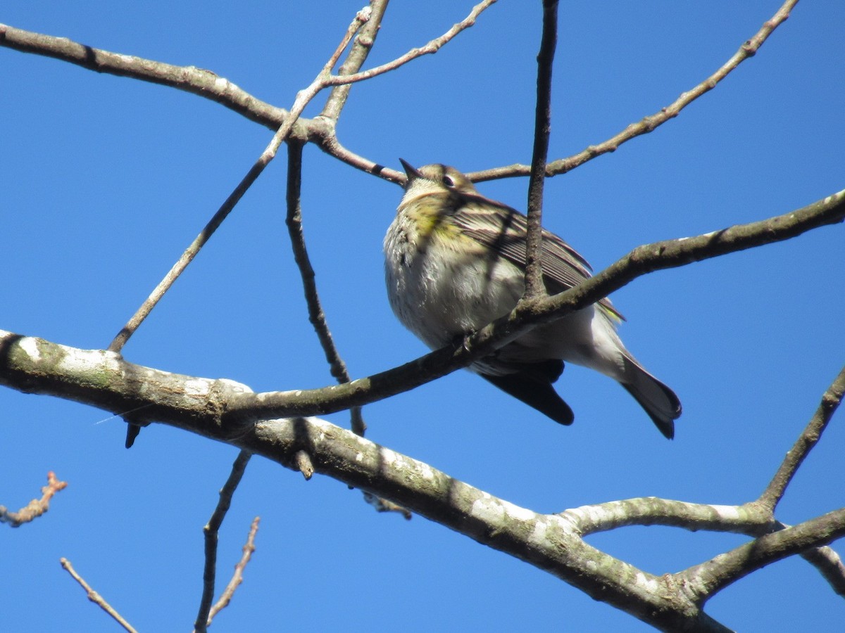 Yellow-rumped Warbler - LynnErla Beegle