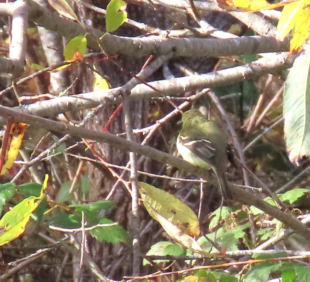 Moucherolle à ventre jaune - ML612268340