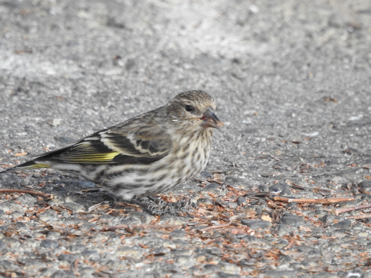 čížek severoamerický - ML612268427