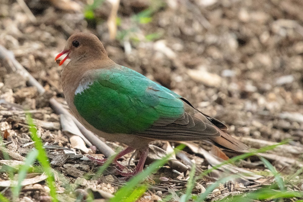 Palomita Esmeralda Cabeciparda - ML612268435