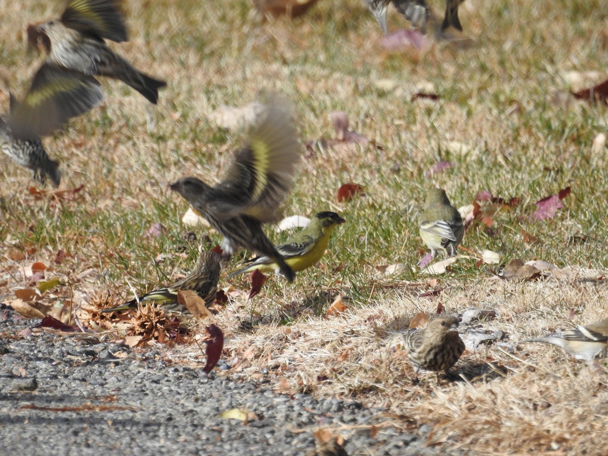 čížek severoamerický - ML612268436