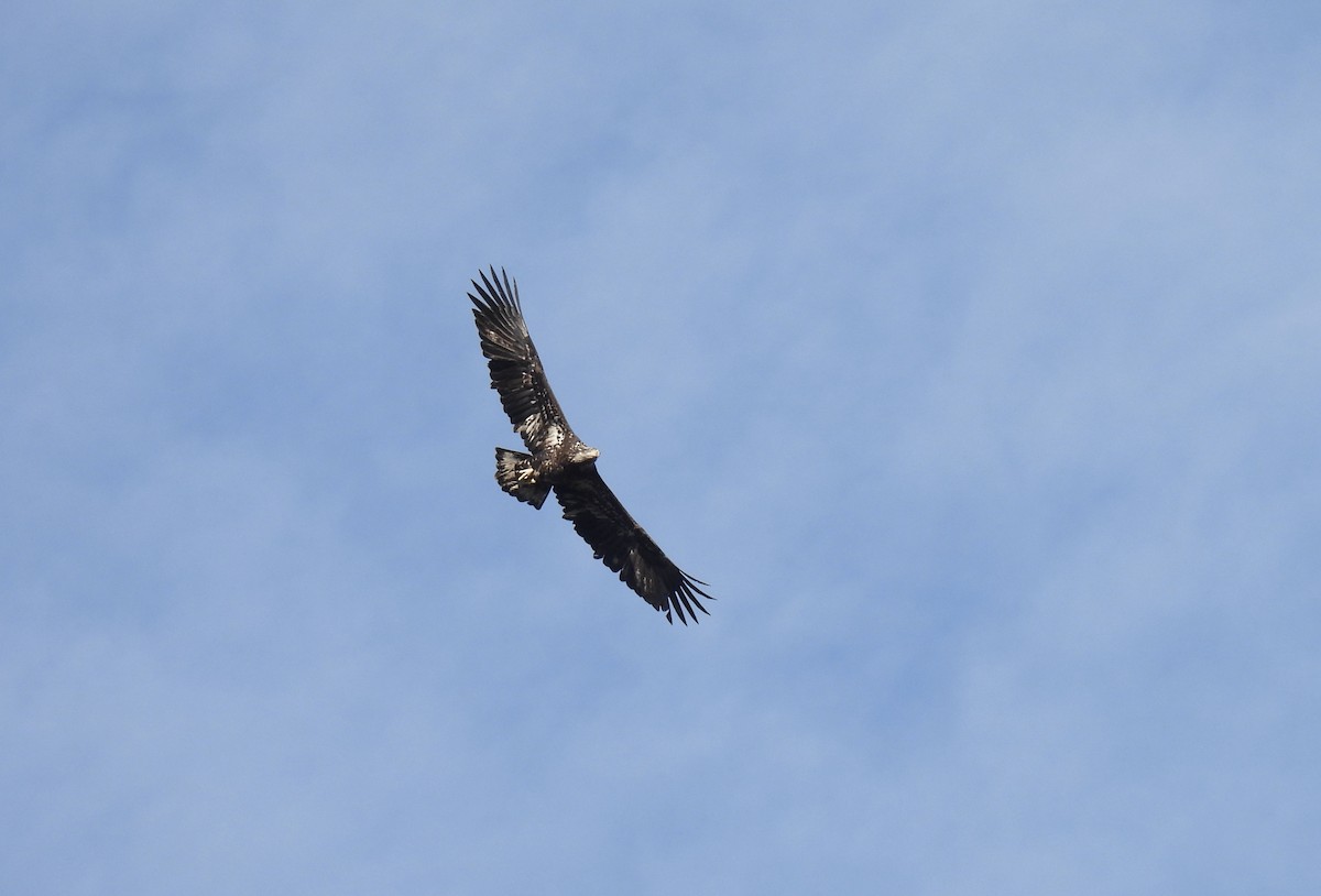 Bald Eagle - ML612268440