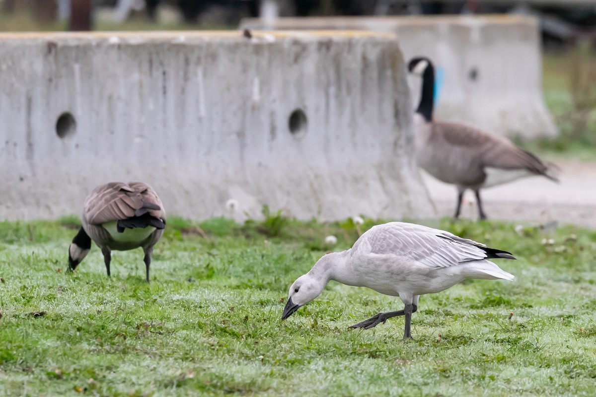 Snow Goose - ML612268556