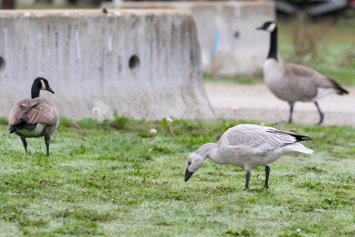 Snow Goose - ML612268559