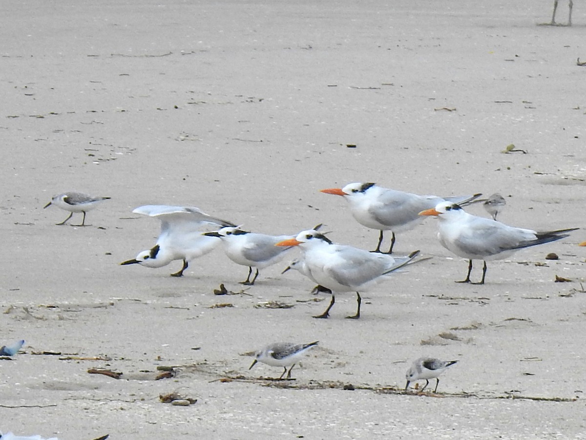 Sandwich Tern - ML612268618