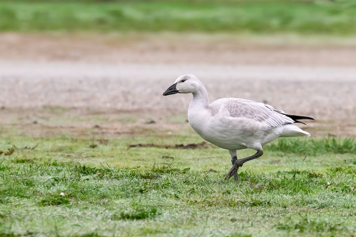 Snow Goose - ML612268630