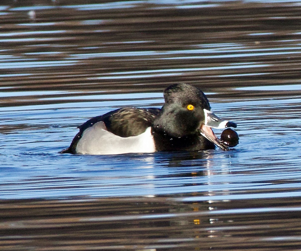 Ring-necked Duck - ML612268680