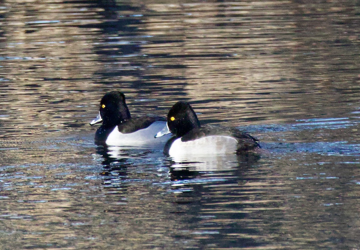 Ring-necked Duck - ML612268696