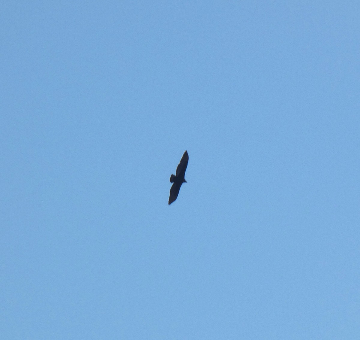 Turkey Vulture - ML612268705