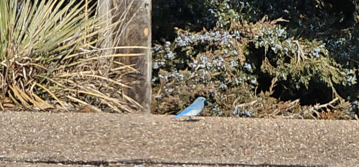 Mountain Bluebird - ML612268764