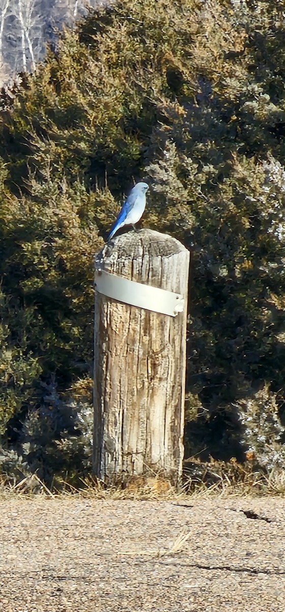 Mountain Bluebird - ML612268765