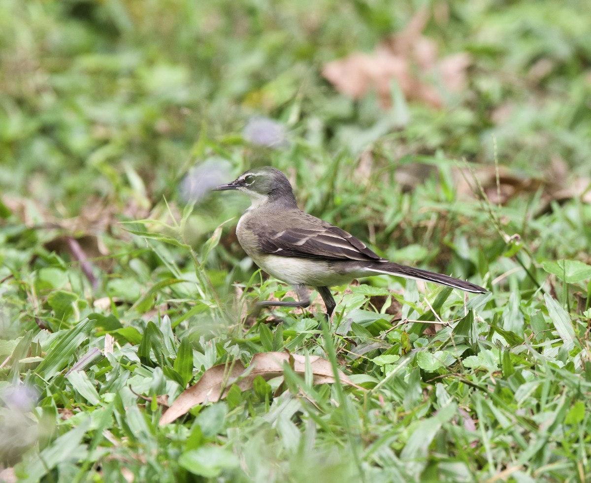 Cape Wagtail - ML612268773