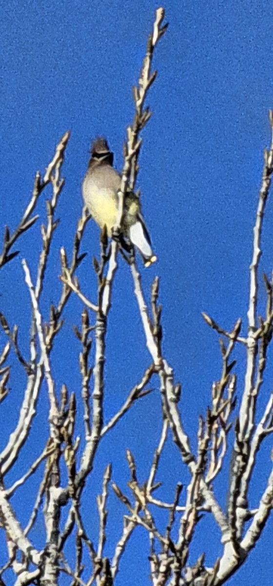 Cedar Waxwing - ML612268776