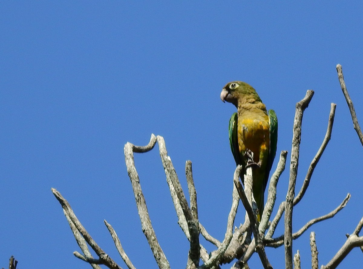 Cactus Parakeet - ML612268827