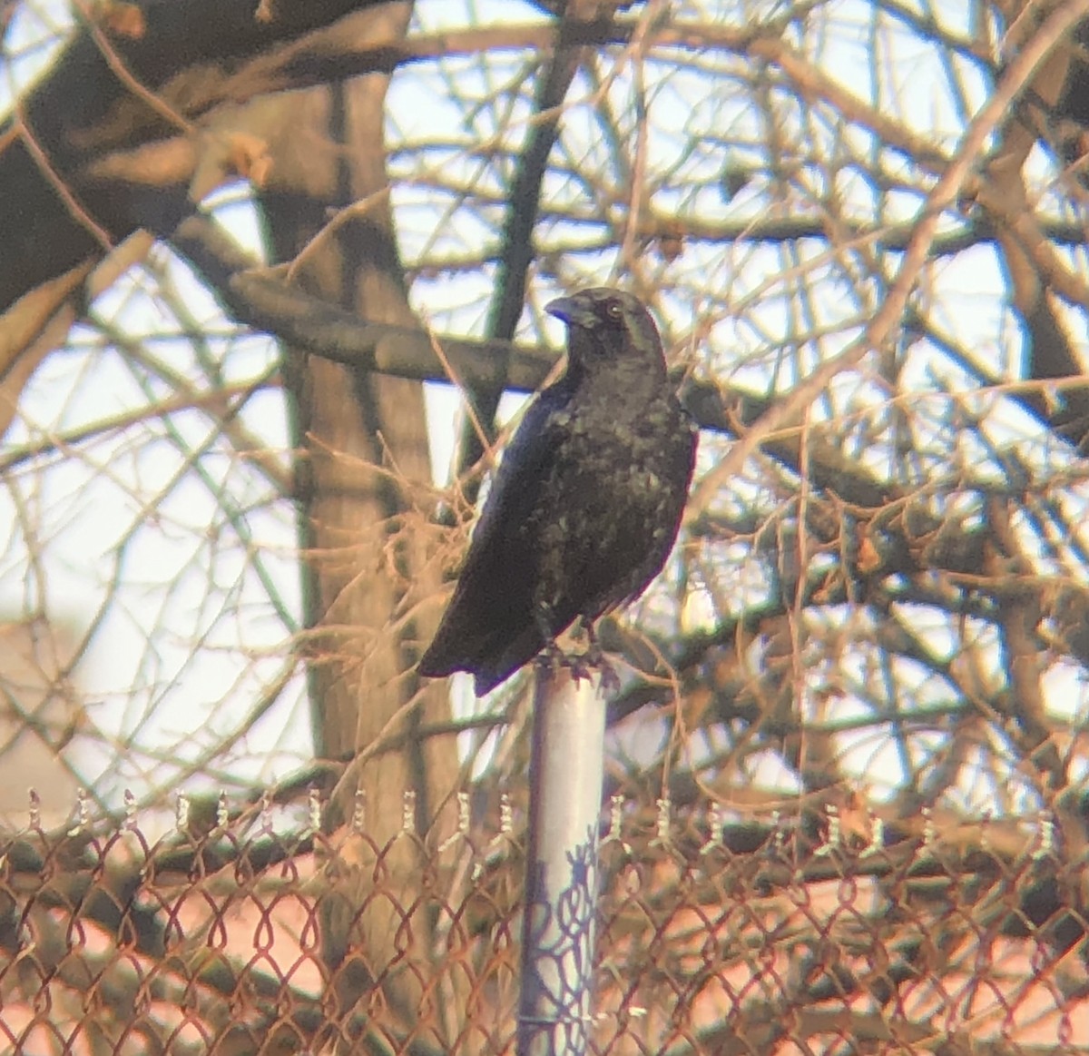 American Crow - ML612268836