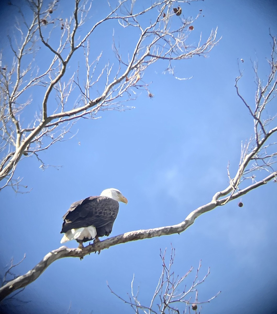 Bald Eagle - ML612268843
