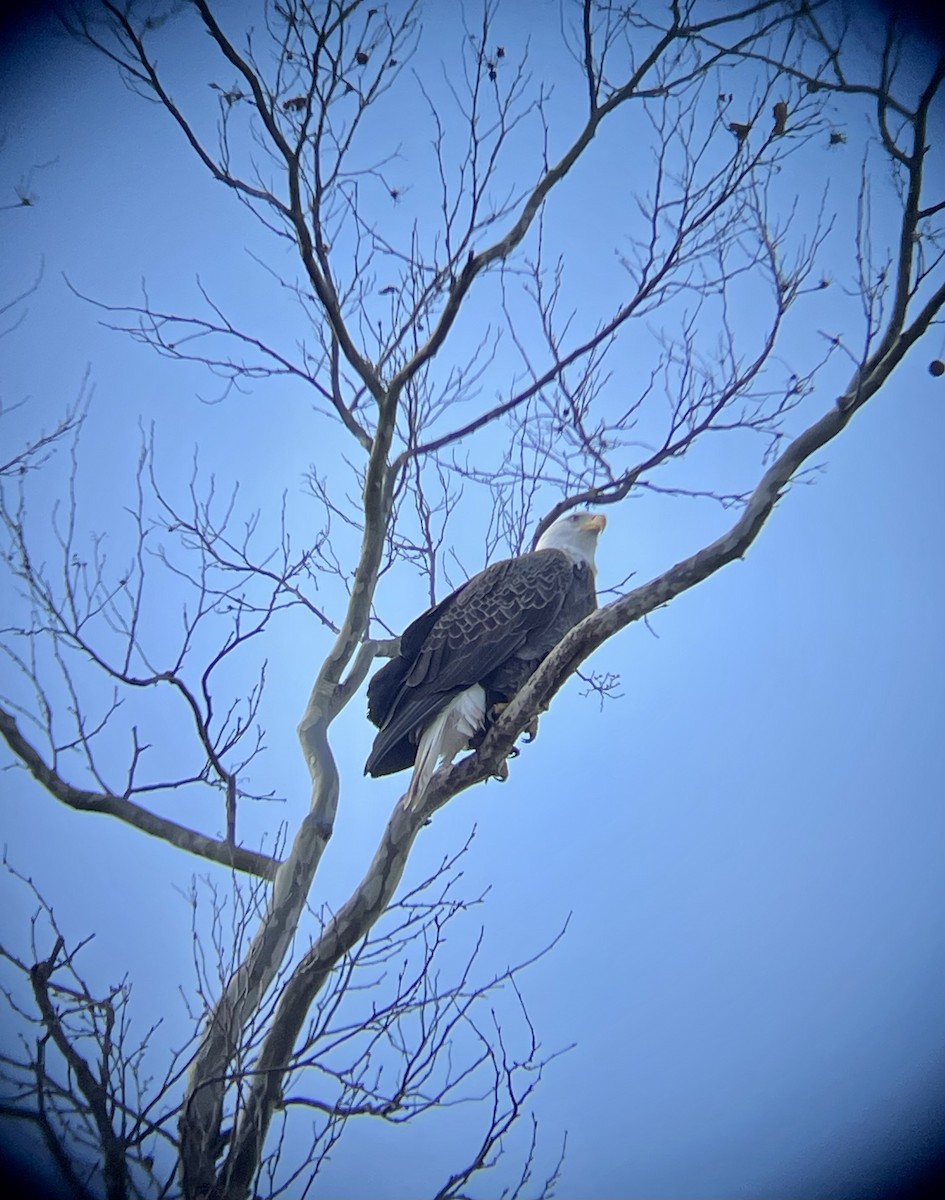 Bald Eagle - ML612268844