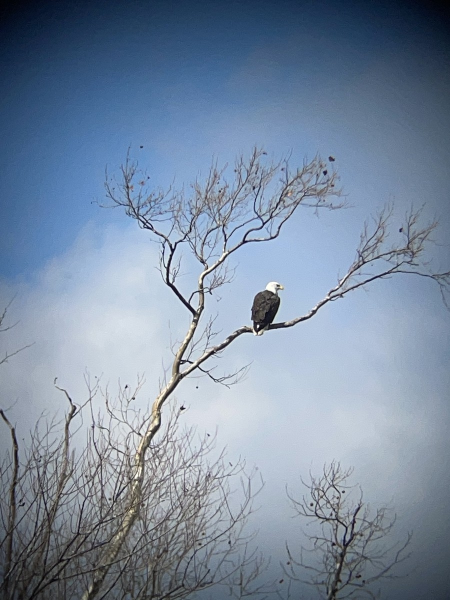 Bald Eagle - ML612268845