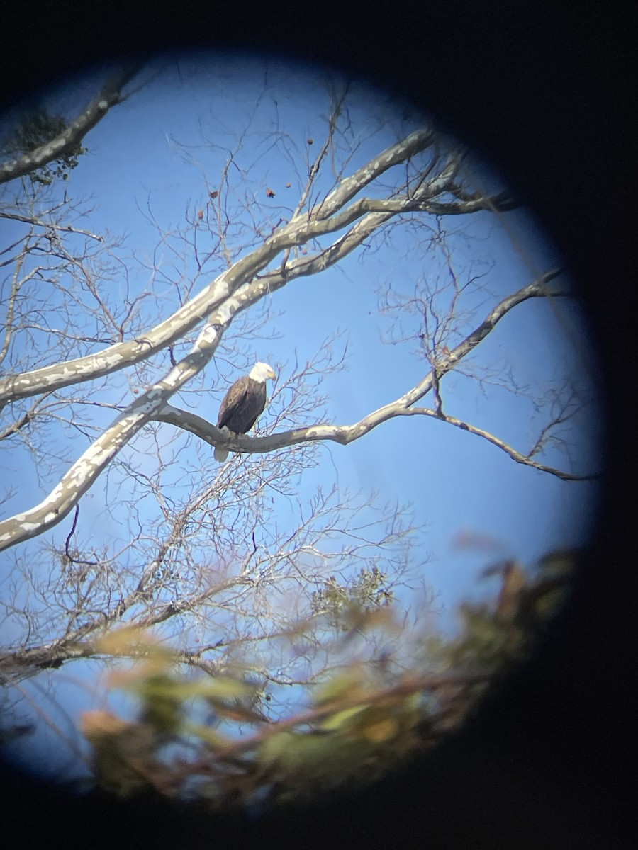Bald Eagle - ML612268846