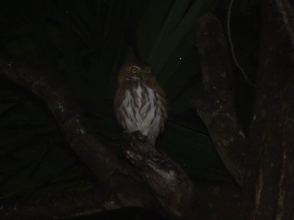 Ferruginous Pygmy-Owl - ML612268859