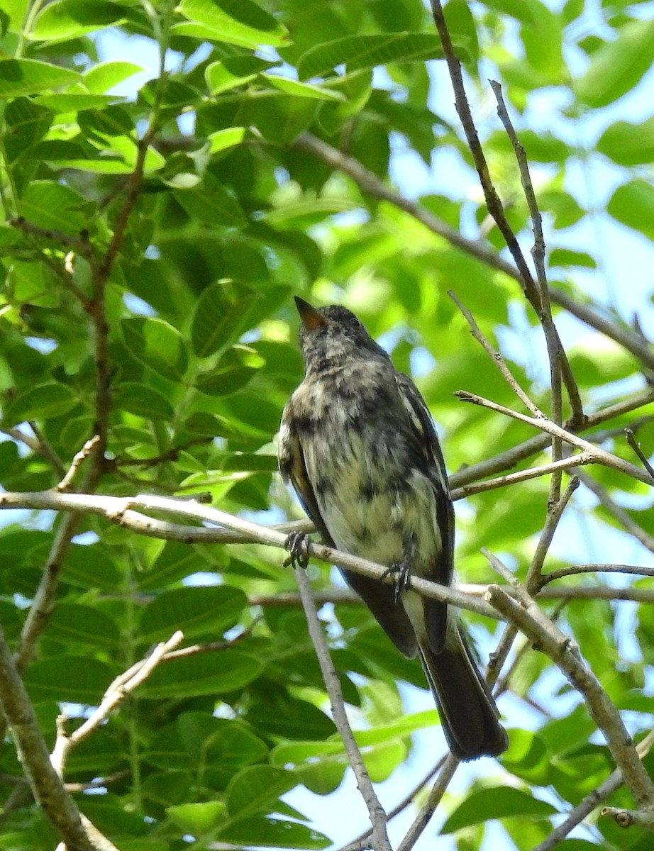 Caatinga Black-Tyrant - ML612268887