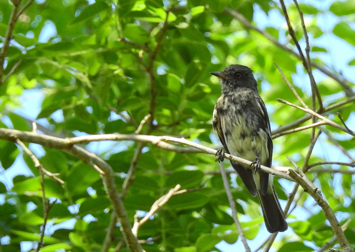 Caatinga Black-Tyrant - ML612268890