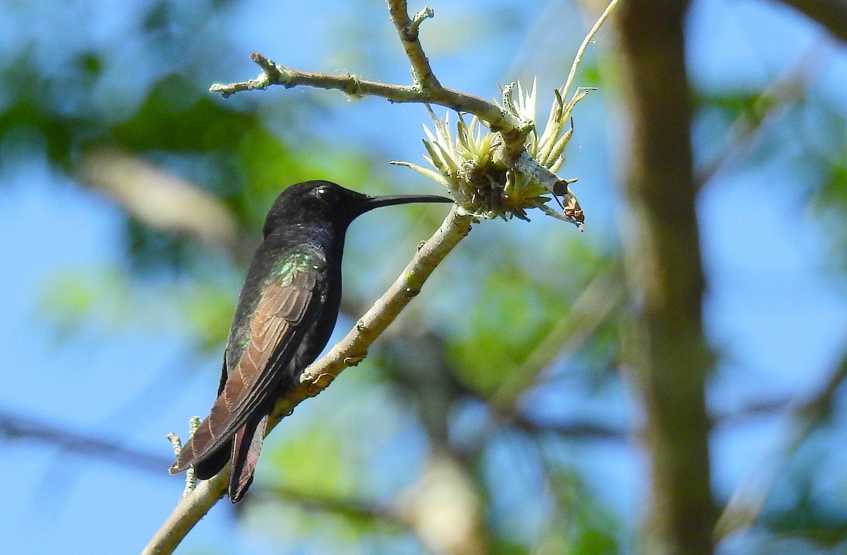 tupikolibri - ML612268921