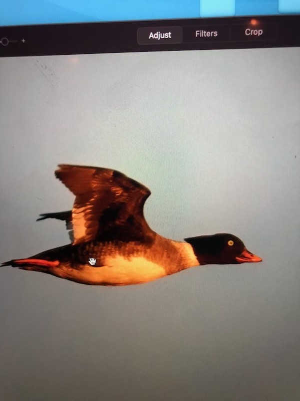 Barrow's Goldeneye - ML612268970