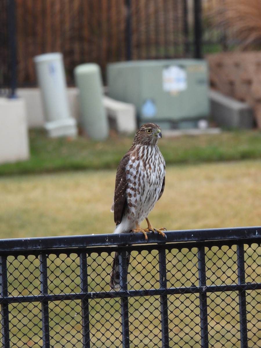 Cooper's Hawk - ML612269038